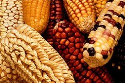 EFSA passes GM maize as safe for human health and environment