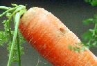 Edible carrot films display food packaging potential