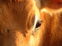 Efforts to contain impact of US mad cow disease