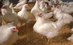 Saudi poultry to soar 52% by 2018