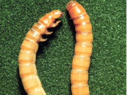 Yellow Mealworm. One of 12 looked at by FASFC. Picture: USDA-ARS-GMPRC Image Database 