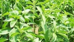 Stevia trade association, the ISC, looks to include end users and leaf growers - and rolls out uniform testing - to boost the stevia industry