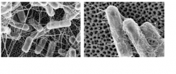 SEM images of E. coli cells attached to 100nm pore surfaces