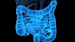 Dietary fructose linked to liver damage by gut bacteria mechanism