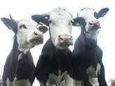 MRSA "superbug" found in British cattle