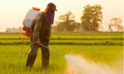 Regulation on endocrine disruptors, chemicals common in pesticides, could indirectly raise meat prices
