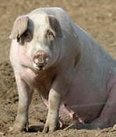 Poor profitability affects EU pig herd
