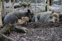 So far six wild boar have died from ASF in Estonia