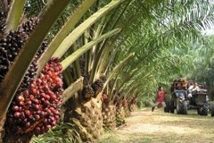 Thailand ready to send first sustainable palm oil shipment to Europe