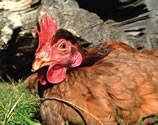 ‘Brainless chicken’ suggestion under fire