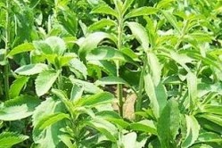 Stevia is a green plant orginating from the border area between Paraquay and Brazil