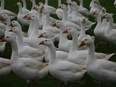 Goose factory planned for Kazakhstan