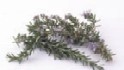 Rosemary extract suppliers claim some rivals are misleading manufacturers