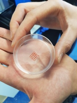 A shot of 3D printed edible scaffolds in a petri dish, illustrating an early phase of the team's research