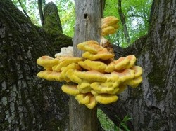 Mushroom[1]