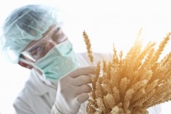 Gene-editing wheat is today's answer for tomorrow's challenges of food security, climate change and farm profitability. Pic: GettyImages