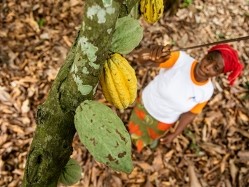 Farmers in the Nestlé Cocoa Plan will see their livelihoods improve, according to a new report. Pic: Nestlé 
