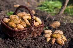 Potatoes, like many other crops, are vulnerable to changing climatic conditions. Image Source: 	Avalon_Studio/Getty Images