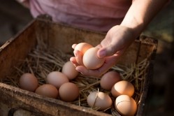 Study suggests eggs not damaging to heart health. GettyImages/Kathrin Ziegler