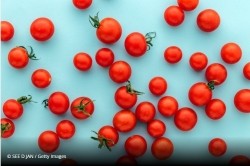 Gene-edited tomatoes could be a new source of vitamin D: Study 