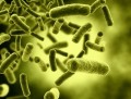 Food emulsifiers linked to gut bacteria changes and obesity