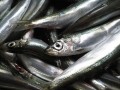 French supermarket recalls tinned sardines potentially contaminated with histamine