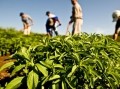 Stevia, where it works, where it doesn't, and where it's going