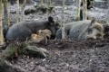 African swine fever in eastern Europe