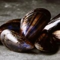 Oil pollution concerns leads to mussel withdrawal