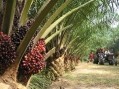 Palm oil-free