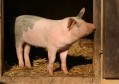 PEDv rocks the US hog market