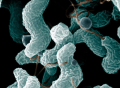 High levels of Campylobacter prompt recall