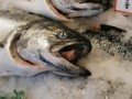 Salmon suspected source of listeria recall