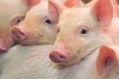 Russia imposes pork ban following ASF outbreak