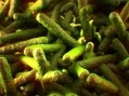 Listeria outbreak with sausage link