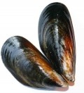 Mussels linked to illness in France