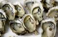 Illnesses linked to raw oysters