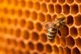 MEPs block move to weaken bee protection from pesticides