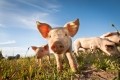 cute pigs in a field, Droits d'auteur taxzi