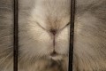 Caged rabbits: EFSA raises animal welfare concerns