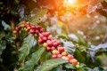 EFSA red light for Coffee 21 DNA strands claim