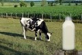 ‘Climate-smart’ milk 