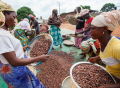 Fairtrade cocoa farmers in Cote d'Ivoire. Pic: Dario Abril, Fairtrade International
