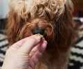 Czech start-up Bene Meat Technologies says it has the technology to produce cultivated meat for pet food purposes. GettyImages/Sally Anscombe