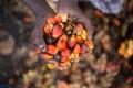 Palm oil is a key ingredient in West African cuisine. Image: Getty/Oke Oluwasegun 