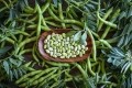 Fava beans can grow in Europe, but several problems remain. Image Source: Getty Images/MEDITERRANEAN