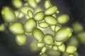 Saccha is named after brewer's yeast: Saccharomyces cerevisiae. GettyImages/Dr_Microbe