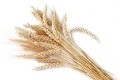 Bread wheat produces grain that accounts for around 20% of all protein and calories consumed worldwide. GettyImages/Avalon_Studio