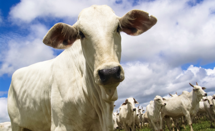 Brazilian cattle - optimised for web