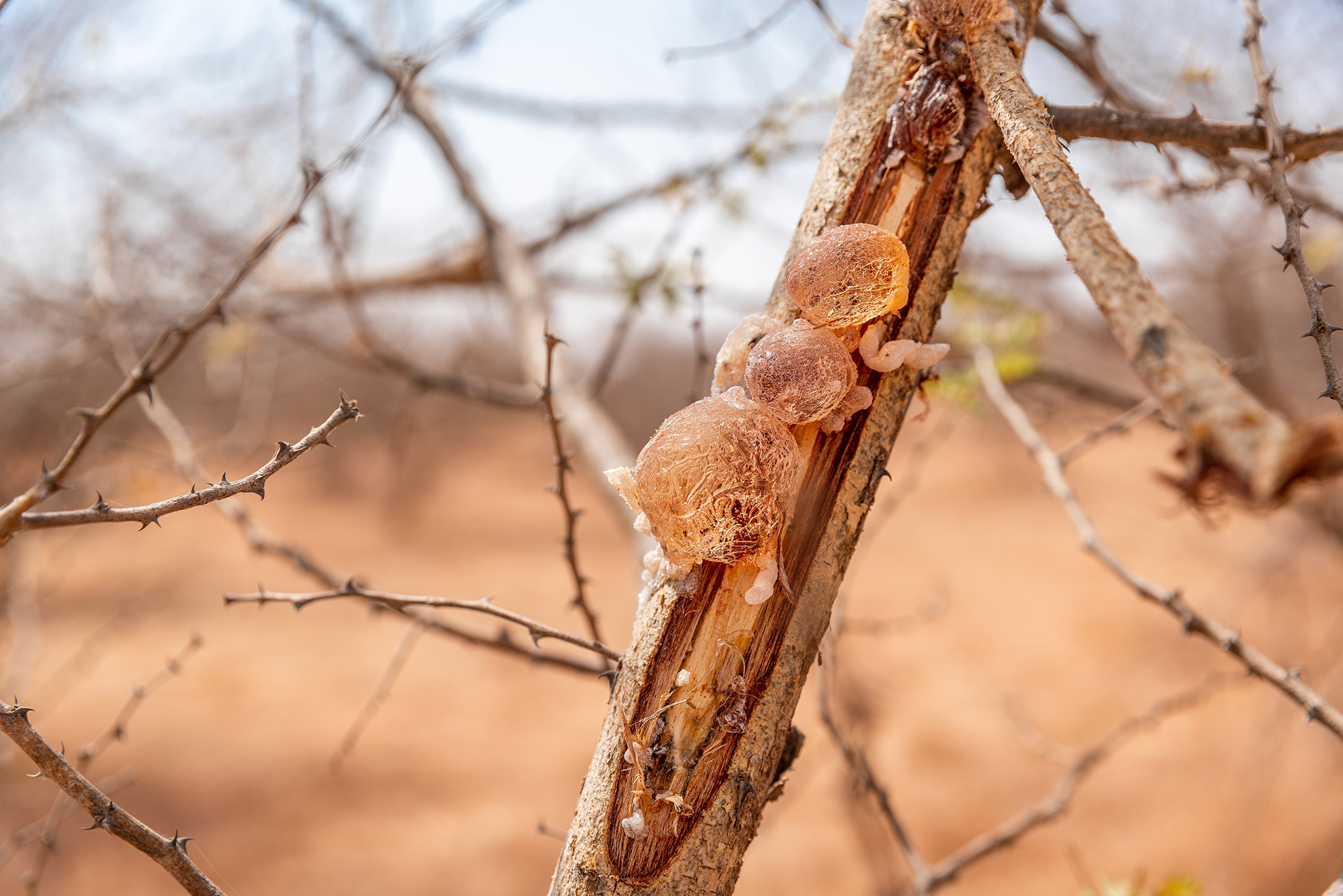 The benefits of acacia gum in gut health